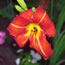Hemerocallis Cherry Cheeks